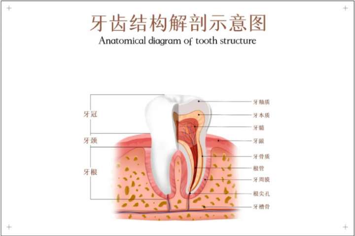 科普|你反复牙疼就是它害的