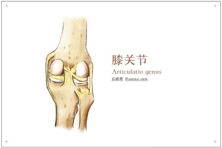膝关节的刹车系统，你了解多少