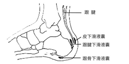 科普| 关注脚后跟疼痛（上）――不同年龄段脚后跟疼痛，都在这里了