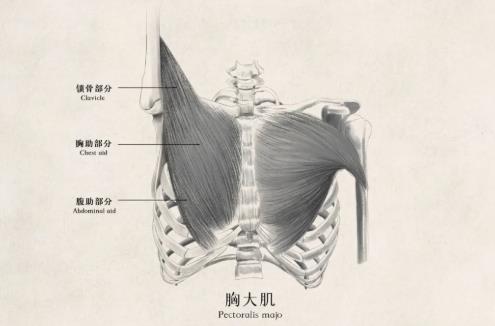 胸大肌断裂应该怎么办？