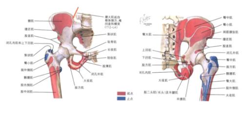 “大胯”总疼，您可能得了髋袖损伤