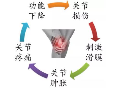 频繁膝关节积液?老人如何预防?康复师给您科学建议