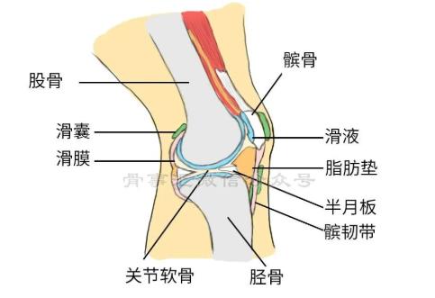 膝关节两侧痛，可能是什么病