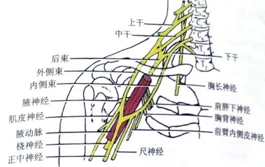 臂丛神经损伤康复治疗
