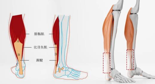科学保“腱” 才能“易”立不倒