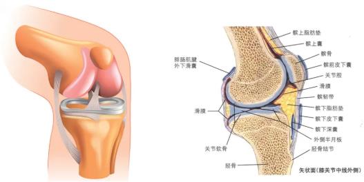 3分钟带你了解髌骨软化症