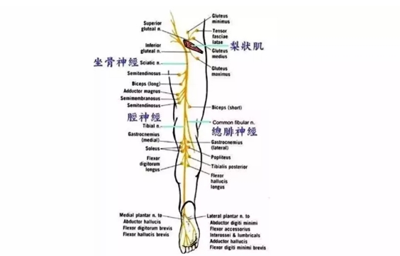 从臀部往下串着疼，很可能与这些原因有关，可以这样治