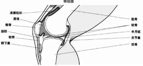 膝盖有三层“保险”，如果一二层已失守，务必用好第三层！
